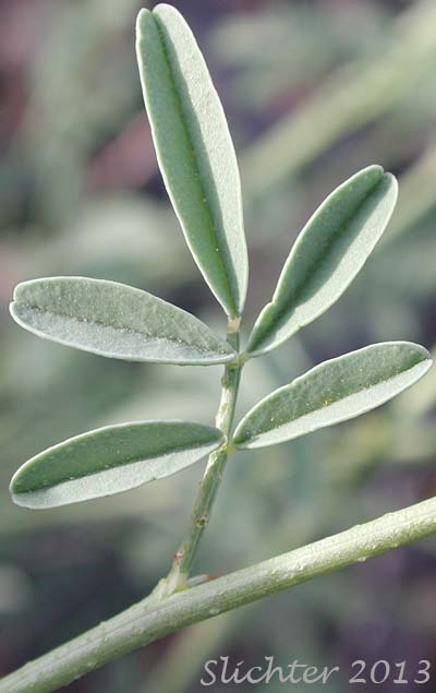 Stem leaf of Blue Mountain Prairie-clover, Ornate Dalea, Western Prairie-clover: Dalea ornata (Synonyms: Petalostemon ornatum, Petalostemon ornatus)