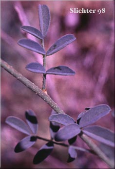Stem leaf of BBlue Mountain Prairie-clover, Ornate Dalea, Western Prairie-clover: Dalea ornata (Synonyms: Petalostemon ornatum, Petalostemon ornatus)