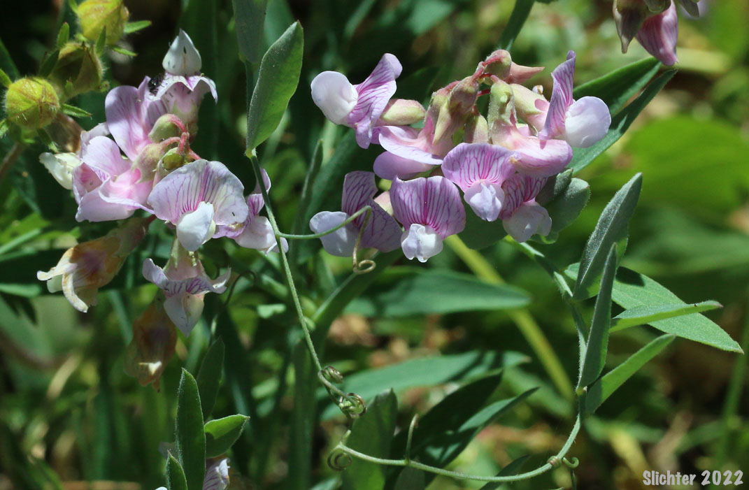 Lanzwert's Peavine, Nevada Pea, Thick-leaved Pea, Thick-leaved Peavine: Lathyrus lanszwertii var. lanszwertii (Synonym: Lathyrus lanszwertii ssp. lanszwertii)