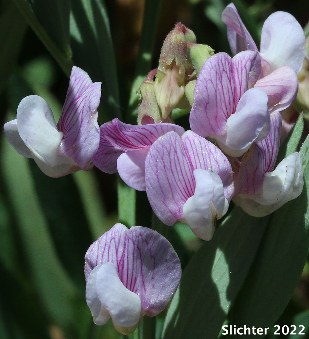 Lanzwert's Peavine, Nevada Pea, Thick-leaved Pea, Thick-leaved Peavine: Lathyrus lanszwertii var. lanszwertii (Synonym: Lathyrus lanszwertii ssp. lanszwertii)
