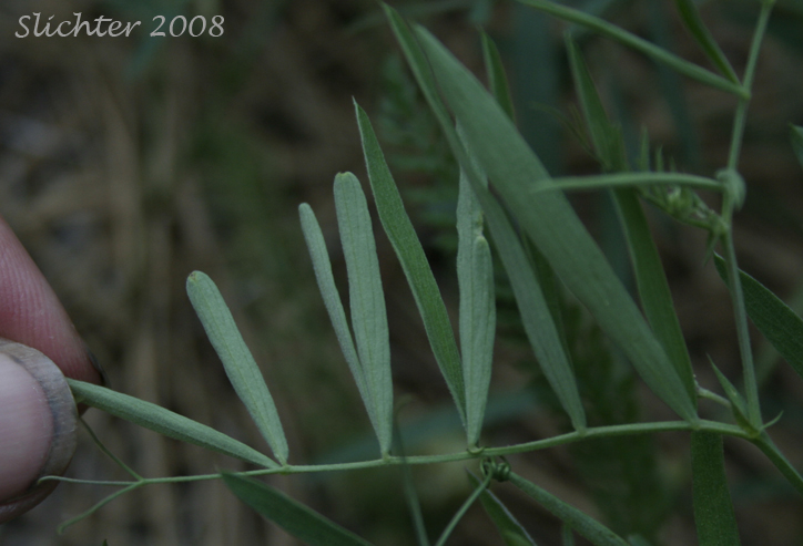 Leaflets of Lanzwert's Peavine, Nevada Pea, Thick-leaved Pea: Lathyrus lanszwertii var. lanszwertii (Synonym: Lathyrus lanszwertii ssp. lanszwertii)