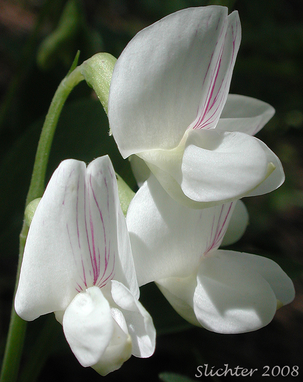 Flowers of Cusick's Peavine, Sierra Pea: Lathyrus nevadensis var. cusickii (Synonyms: Lathyrus cusickii, Lathyrus nevadensis ssp. cusickii)
