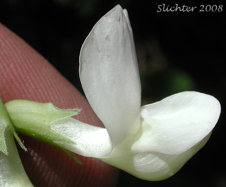 Close-up sideview of the flower of Cusick's Peavine, Sierra Pea: Lathyrus nevadensis var. cusickii (Synonyms: Lathyrus cusickii, Lathyrus nevadensis ssp. cusickii)