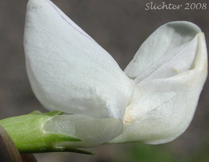 Close-up sideview of the flower of Cusick's Peavine, Sierra Pea: Lathyrus nevadensis var. cusickii (Synonyms: Lathyrus cusickii, Lathyrus nevadensis ssp. cusickii)