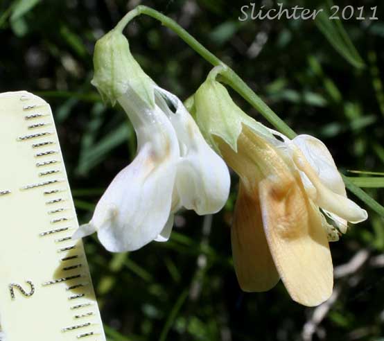 Close-up of the flowers of Cusick's Peavine, Sierra Pea: Lathyrus nevadensis var. cusickii (Synonyms: Lathyrus cusickii, Lathyrus nevadensis ssp. cusickii)