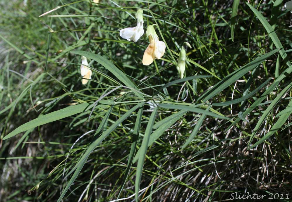 Cusick's Peavine, Sierra Pea: Lathyrus nevadensis var. cusickii (Synonyms: Lathyrus cusickii, Lathyrus nevadensis ssp. cusickii)