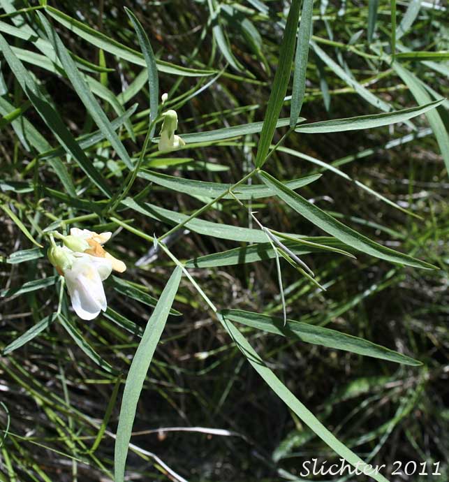 Cusick's Peavine, Sierra Pea: Lathyrus nevadensis var. cusickii (Synonyms: Lathyrus cusickii, Lathyrus nevadensis ssp. cusickii)