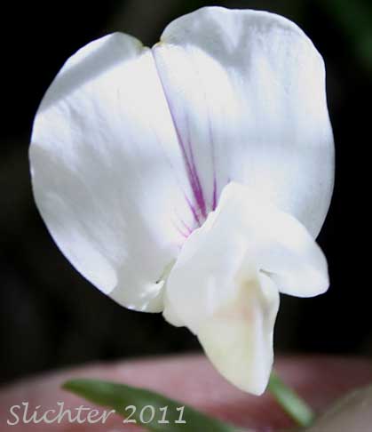 Close-up frontal view of the banner and wings of Cusick's Peavine, Sierra Pea: Lathyrus nevadensis var. cusickii (Synonyms: Lathyrus cusickii, Lathyrus nevadensis ssp. cusickii)
