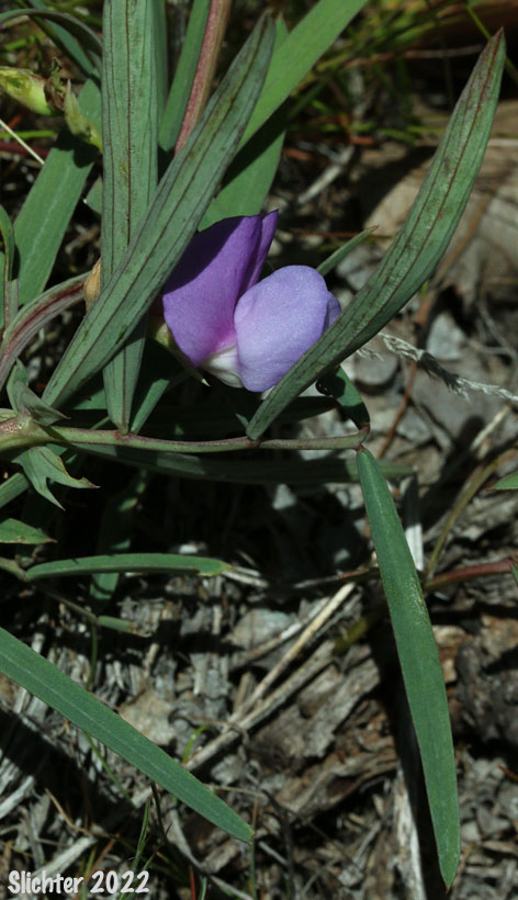 Fewflower Pea, Few-flowered Pea, Few-flowered Peavine, Few-flowered Vetchling, Utah Sweet Pea: Lathyrus pauciflorus var. pauciflorus (Synonyms: Lathyrus pauciflorus ssp. pauciflorus, Lathyrus pauciflorus ssp. tenuior)