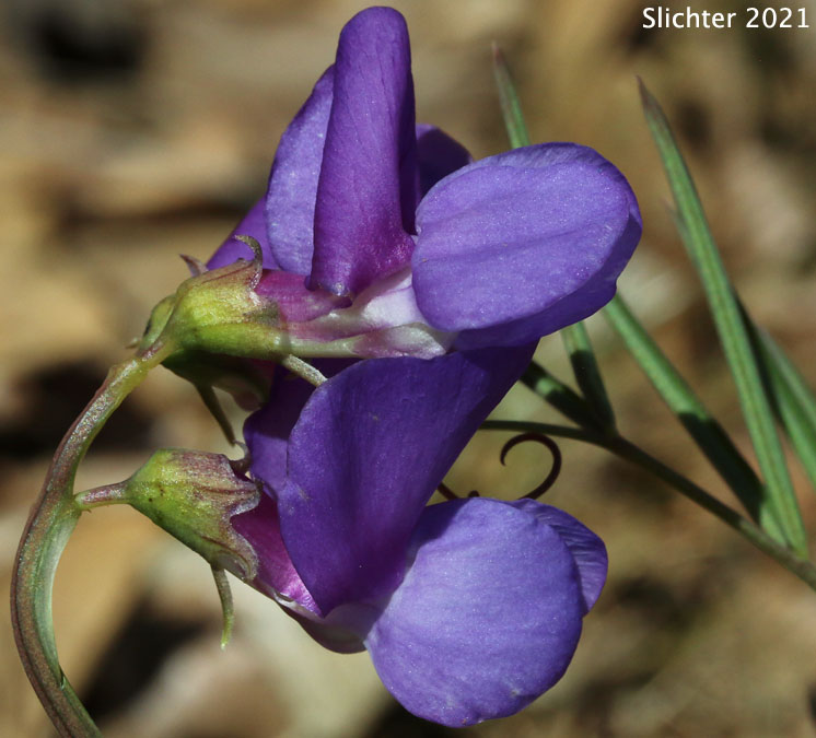 Flower of Fewflower Pea, Few-flowered Pea, Few-flowered Peavine, Few-flowered Vetchling, Utah Sweet Pea: Lathyrus pauciflorus var. pauciflorus (Synonyms: Lathyrus pauciflorus ssp. pauciflorus, Lathyrus pauciflorus ssp. tenuior)