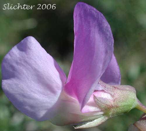 Close-up sideview of a flower of Fewflower Pea, Few-flowered Pea, Few-flowered Peavine: Lathyrus pauciflorus var. pauciflorus (Synonyms: Lathyrus pauciflorus ssp. pauciflorus, Lathyrus pauciflorus ssp. tenuior)