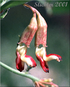 Flowers of Big Deervetch, Thick-leaf Deervetch: Hosackia crassifolia var. crassifolia (Synonym: Lotus crassifolius var. crassifolius)