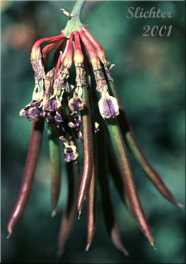 Developing seed pods of Big Deervetch, Thicket Deervetch: Hosackia crassifolia var. crassifolia (Synonyms: Hosackia crassifolia, Lotus crassifolius var. crassifolius)