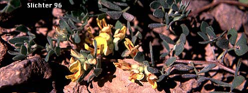 Nevada Deervetch, Nevada Bird's-foot Trefoil: Acmispon nevadensis var. nevadensis (Synonyms: Hosackia decumbens, Lotus douglasii, Lotus nevadensis var. douglasii, Lotus nevadensis var. nevadensis)