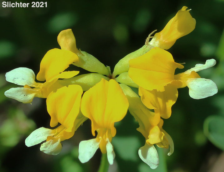 Bog Deervetch, Meadow Bird's-foot Trefoil, Meadow Deervetch: Hosackia pinnata (Synonyms: Lotus bicolor, Lotus pinnatus)