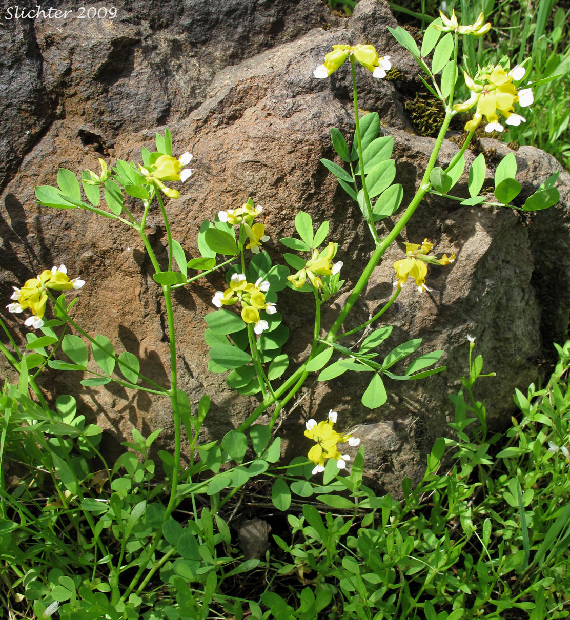Bog Deervetch, Meadow Bird's-foot Trefoil, Meadow Deervetch: Hosackia pinnata (Synonyms: Lotus bicolor, Lotus pinnatus)