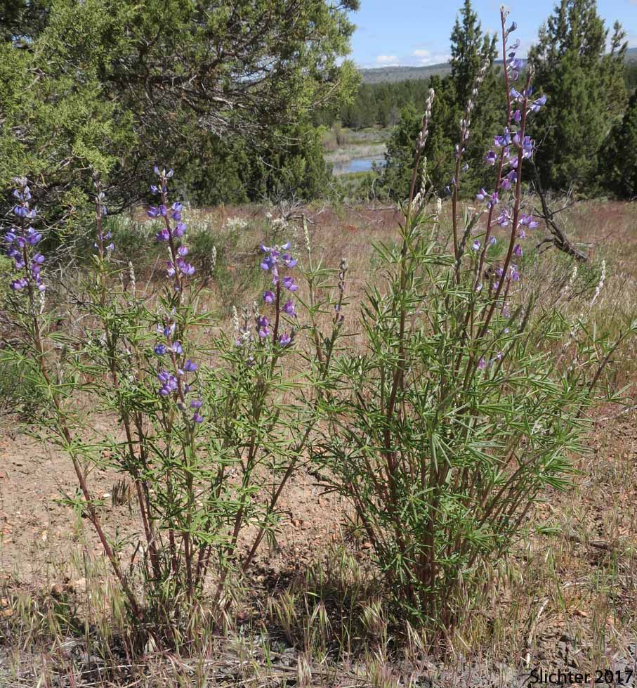 Silvery lupine: Lupinus argenteus var. argenteus (Synonyms: Lupinus argenteus ssp. argenteus, Lupinus corymbosus, Lupinus johannis-howellii)