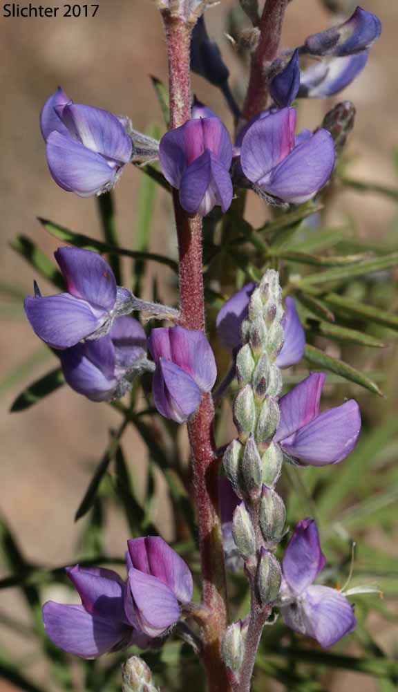 Inflorescence of Silvery lupine: Lupinus argenteus var. argenteus (Synonyms: Lupinus argenteus ssp. argenteus, Lupinus corymbosus, Lupinus johannis-howellii)