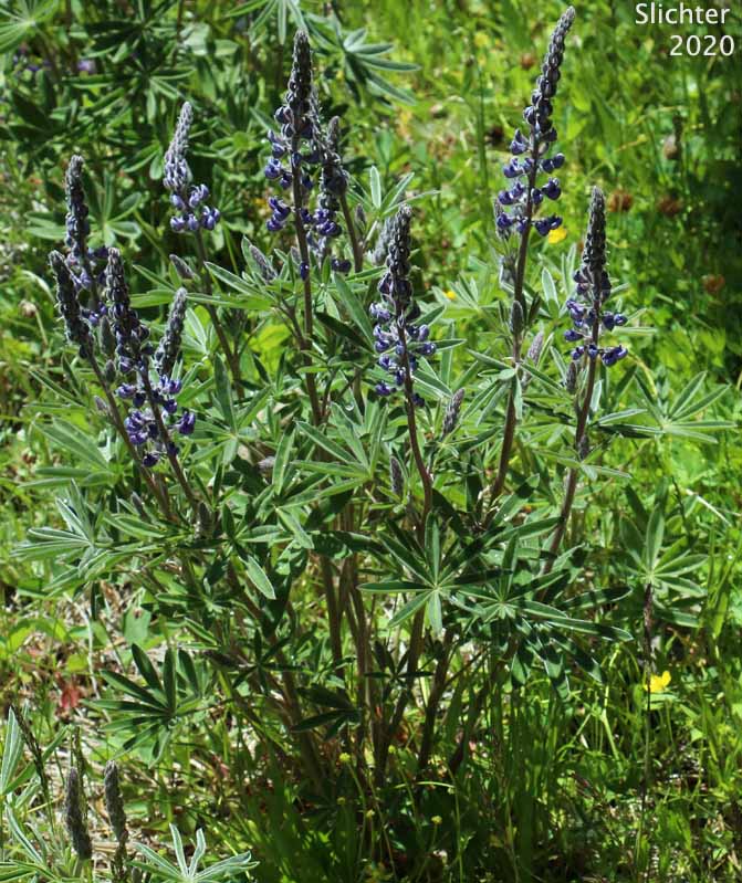 Silvery lupine: Lupinus argenteus var. argenteus (Synonyms: Lupinus argenteus ssp. argenteus, Lupinus corymbosus, Lupinus johannis-howellii)