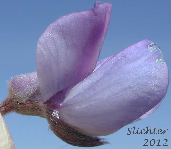 Close-up sideview of a flower of Silvery lupine: Lupinus argenteus var. argenteus (Synonyms: Lupinus argenteus ssp. argenteus, Lupinus corymbosus, Lupinus johannis-howellii