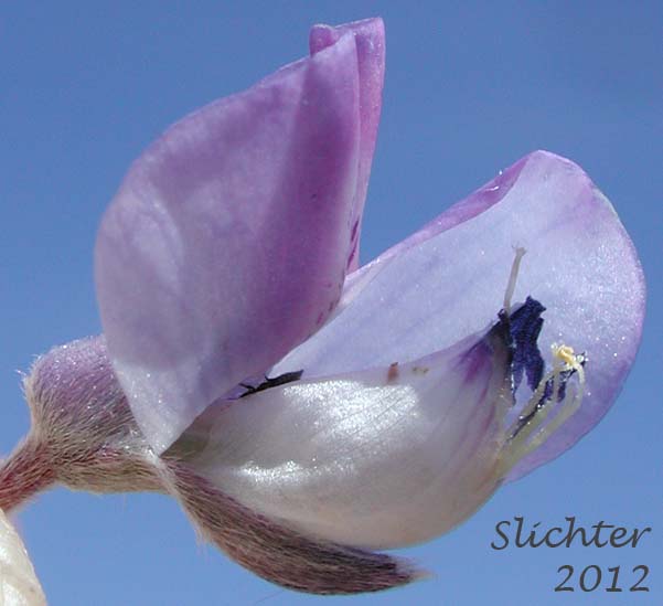 Close-up image of the keel of a flower of Silvery lupine: Lupinus argenteus var. argenteus (Synonyms: Lupinus argenteus ssp. argenteus, Lupinus corymbosus, Lupinus johannis-howellii)