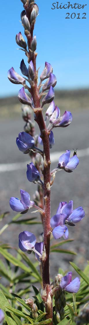 Close-up of a raceme of Silvery lupine: Lupinus argenteus var. argenteus (Synonyms: Lupinus argenteus ssp. argenteus, Lupinus corymbosus, Lupinus johannis-howellii)