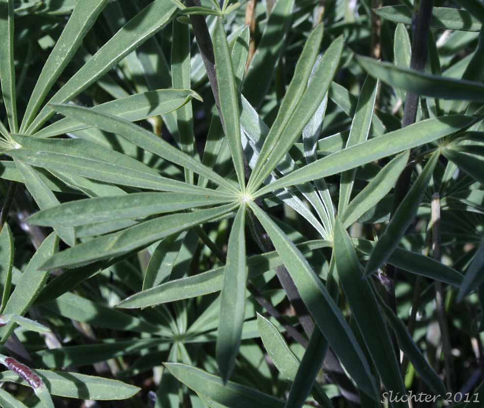 Close-up of the dorsal surface of the palmately compound leaf of Kellogg's Spurred Lupine, Spurred Lupine, Tailcup Lupine: Lupinus argenteus var. heteranthus (Synonyms: Lupinus argenteus var. utahensis, Lupinus argentinus, Lupinus caudatus, Lupinus caudatus ssp. caudatus, Lupinus caudatus var. caudatus, Lupinus caudatus var. subtenellus, Lupinus caudatus var. utahensis, Lupinus gayophytophilus, Lupinus hendersonii, Lupinus holosericeus var. utahensis, Lupinus lupinus, Lupinus meioanthus var. heteranthus, Lupinus montis-lieratatis, Lupinus rosei, Lupinus stinchfieldiae, Lupinus utahensis)