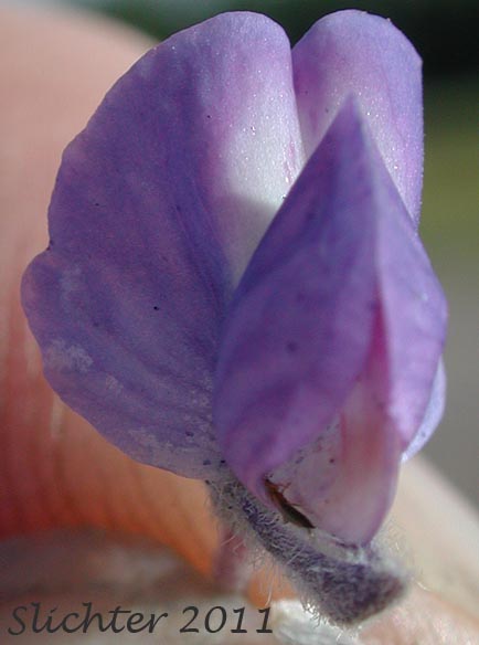 Close-up frontal view of the flower of Kellogg's Spurred Lupine, Spurred Lupine, Tailcup Lupine: Lupinus argenteus var. heteranthus (Synonyms: Lupinus argenteus var. utahensis, Lupinus argentinus, Lupinus caudatus, Lupinus caudatus ssp. caudatus, Lupinus caudatus var. caudatus, Lupinus caudatus var. subtenellus, Lupinus caudatus var. utahensis, Lupinus gayophytophilus, Lupinus hendersonii, Lupinus holosericeus var. utahensis, Lupinus lupinus, Lupinus meioanthus var. heteranthus, Lupinus montis-lieratatis, Lupinus rosei, Lupinus stinchfieldiae, Lupinus utahensis)