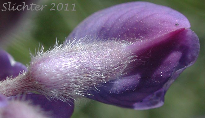 View down onto the back of the banner and dorsal surface of the calyx tube of Kellogg's Spurred Lupine, Spurred Lupine, Tailcup Lupine: Lupinus argenteus var. heteranthus (Synonyms: Lupinus argenteus var. utahensis, Lupinus argentinus, Lupinus caudatus, Lupinus caudatus ssp. caudatus, Lupinus caudatus var. caudatus, Lupinus caudatus var. subtenellus, Lupinus caudatus var. utahensis, Lupinus gayophytophilus, Lupinus hendersonii, Lupinus holosericeus var. utahensis, Lupinus lupinus, Lupinus meioanthus var. heteranthus, Lupinus montis-lieratatis, Lupinus rosei, Lupinus stinchfieldiae, Lupinus utahensis)