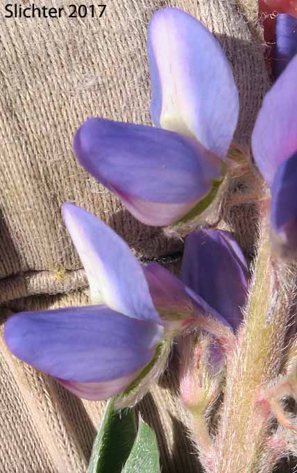 Flowers of Desert Lupine, Dry Ground Lupine, Prairie Lupine: Lupinus lepidus var. aridus (Synonyms: Lupinus aridus ssp. aridus, Lupinus aridus var. aridus, Lupinus lepidus ssp. aridus, Lupinus volutans)