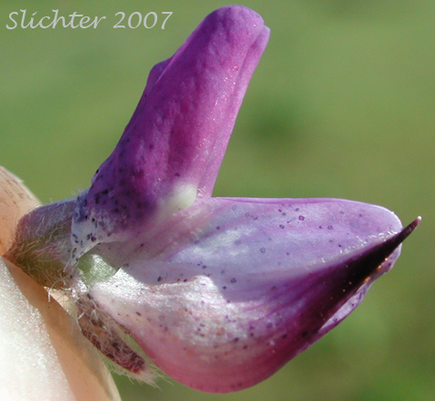 Flower of prairie lupine: Lupinus lepidus var. aridus