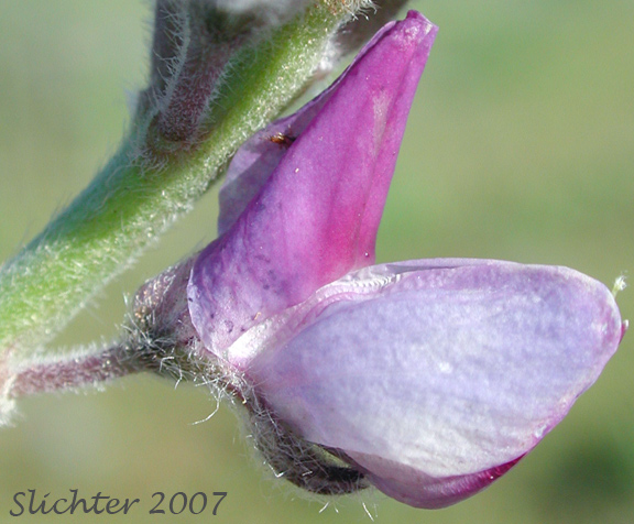 Close-up of a flower of Desert Lupine, Dry Ground Lupine, Prairie Lupine: Lupinus lepidus var. aridus (Synonyms: Lupinus aridus ssp. aridus, Lupinus aridus var. aridus, Lupinus lepidus ssp. aridus, Lupinus volutans)