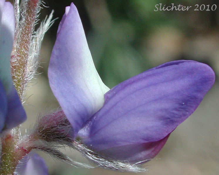 Close-up sideview of the flower of Desert Lupine, Dry Ground Lupine, Prairie Lupine: Lupinus lepidus var. aridus (Synonyms: Lupinus aridus ssp. aridus, Lupinus aridus var. aridus, Lupinus lepidus ssp. aridus, Lupinus volutans)