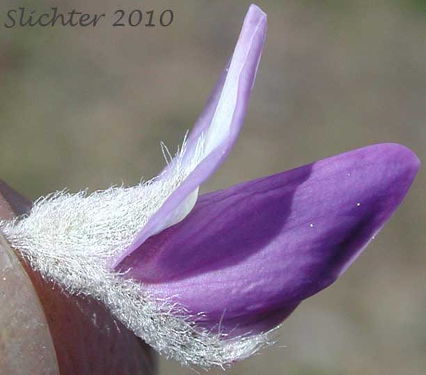Close-up of the flower of Desert Lupine, Dry Ground Lupine, Prairie Lupine: Lupinus lepidus var. aridus (Synonyms: Lupinus aridus ssp. aridus, Lupinus aridus var. aridus, Lupinus lepidus ssp. aridus, Lupinus volutans)