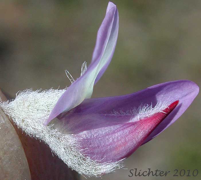 Close-up of a flower (showing the keel) of Desert Lupine, Dry Ground Lupine, Prairie Lupine: Lupinus lepidus var. aridus (Synonyms: Lupinus aridus ssp. aridus, Lupinus aridus var. aridus, Lupinus lepidus ssp. aridus, Lupinus volutans)