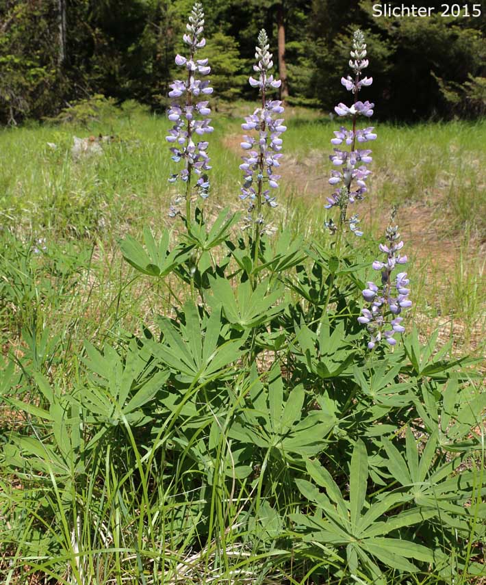 Burke's Lupine, Large-leaved Lupine, Many-leaved Lupine: Lupinus polyphyllus var. burkei (Synonyms: Lupinus burkei, Lupinus burkei ssp. burkei, Lupinus burkei ssp. caeruleomontanus, Lupinus polyphyllus ssp. bernardinus, Lupinus polyphyllus ssp. superbus)