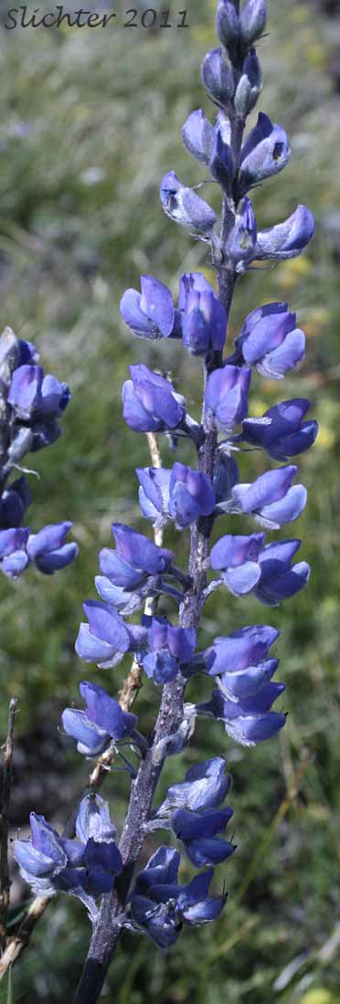 Close-up of the raceme of Kellogg Spurred Lupine, Spurred Lupine, Tailcup Lupine: Lupinus argenteus var. heterathus (Synonyms: Lupinus argenteus var. utahensis, Lupinus argentinus, Lupinus caudatus, Lupinus caudatus ssp. caudatus, Lupinus caudatus var. caudatus, Lupinus caudatus var. subtenellus, Lupinus caudatus var. utahensis, Lupinus gayophytophilus, Lupinus hendersonii, Lupinus holosericeus var. utahensis, Lupinus lupinus, Lupinus meioanthus var. heteranthus, Lupinus montis-lieratatis, Lupinus rosei, Lupinus stinchfieldiae, Lupinus utahensis)