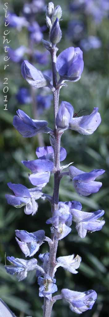 Close-up of the raceme of Kellogg Spurred Lupine, Spurred Lupine, Tailcup Lupine: Lupinus argenteus var. heterathus (Synonyms: Lupinus argenteus var. utahensis, Lupinus argentinus, Lupinus caudatus, Lupinus caudatus ssp. caudatus, Lupinus caudatus var. caudatus, Lupinus caudatus var. subtenellus, Lupinus caudatus var. utahensis, Lupinus gayophytophilus, Lupinus hendersonii, Lupinus holosericeus var. utahensis, Lupinus lupinus, Lupinus meioanthus var. heteranthus, Lupinus montis-lieratatis, Lupinus rosei, Lupinus stinchfieldiae, Lupinus utahensis)
