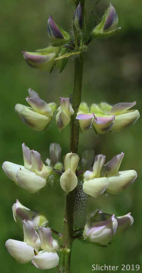 Broad-leaved Lupine: Lupinus latifolius var. viridifolius (Synonyms: Lupinus latifolius var. barbatus, Lupinus latifolius ssp. viridifolius)