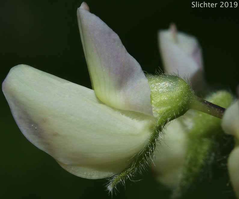 Broad-leaved Lupine: Lupinus latifolius var. viridifolius (Synonyms: Lupinus latifolius var. barbatus, Lupinus latifolius ssp. viridifolius)