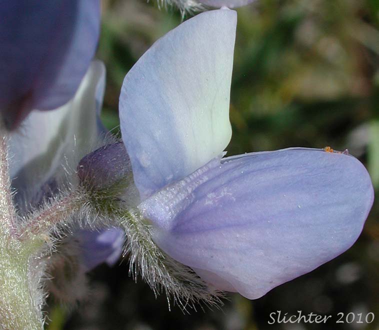 Close-up of the flower of Dwarf Lupine, Pacific Lupine: Lupinus lepidus var. lepidus (Synonyms: Lupinus lepidus ssp. lepidus, Lupinus minmus)