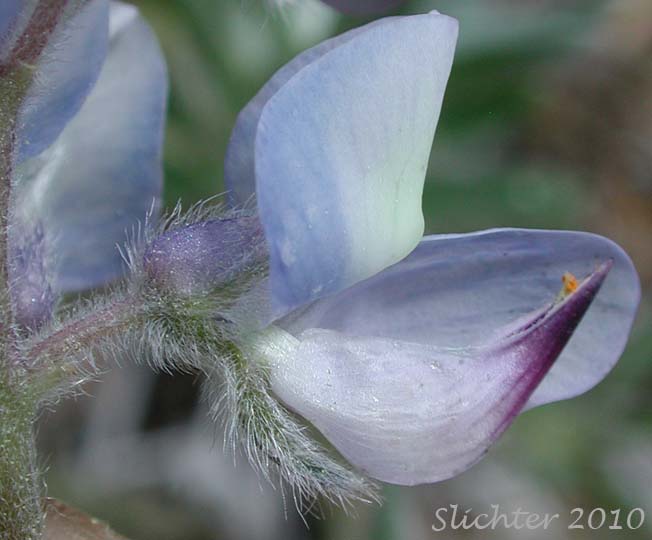 Close-up of the keel petal of Dwarf Lupine, Pacific Lupine: Lupinus lepidus var. lepidus (Synonyms: Lupinus lepidus ssp. lepidus, Lupinus minmus)