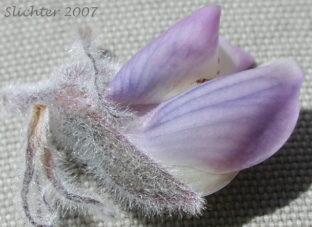 Close-up of a flower of Velvet Lupine, White-leaved Lupine, Wooly-leaved Lupine, Poison Lupine: Lupinus leucophyllus (Synonyms: Lupinus canescens, Lupinus cyaneus, Lupinus enodatus, Lupinus forslingii, Lupinus holosericeus var. amblyophyllus, Lupinus leucophyllus var. belliae, Lupinus leucophyllus var. canescens, Lupinus leucophyllus ssp. erectus, Lupinus leucophyllus ssp. leucophyllus, Lupinus leucophyllus ssp. leucophyllus var. canescens, Lupinus leucophyllus ssp. leucophyllus var. leucophyllus, Lupinus leucophyllus var. leucophyllus, Lupinus leucophyllus var. plumosus, Lupinus leucophyllus var. retrorsus, Lupinus leucophyllus var. tenuispicus, Lupinus macrostachys, Lupinus plumosus, Lupinus retrorsus)