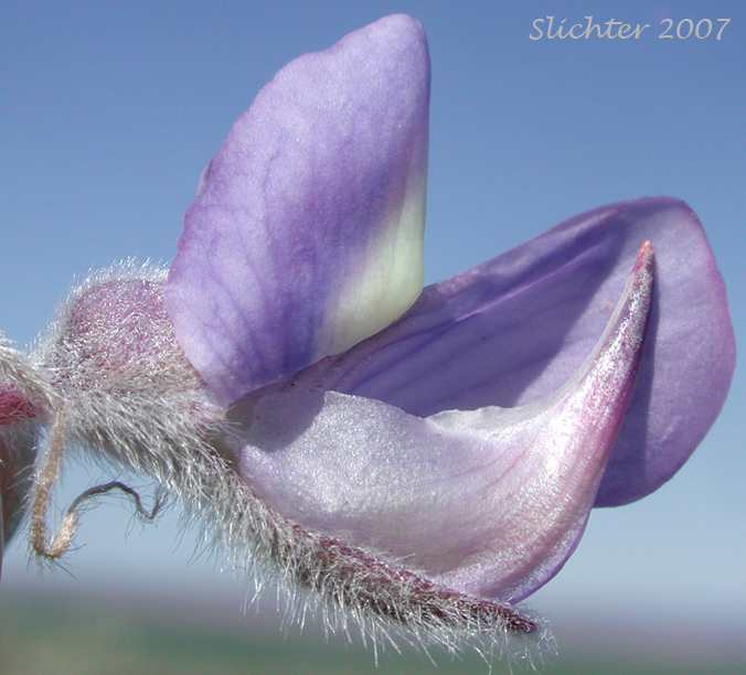 Flower of Hybrid of Silky & Velvet Lupine: Lupiknus leucophyllus x sericeus
