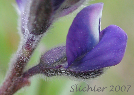 Sideview of a flower of Field Lupine, Small-flowered Annual Lupine, Small-flowered Lupine: Lupinus polycarpus (Synonym: Lupinus micranthus)