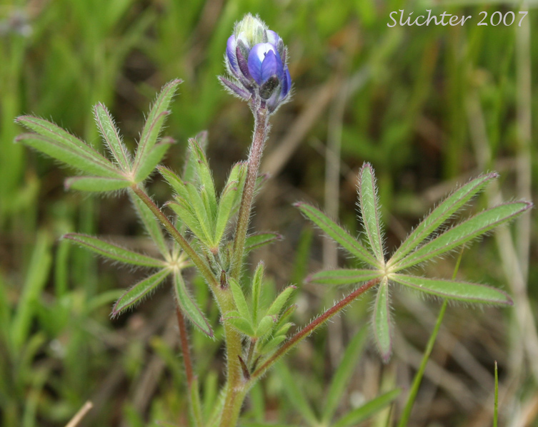 Field Lupine, Small-flowered Annual Lupine, Small-flowered Lupine: Lupinus polycarpus (Synonym: Lupinus micranthus)