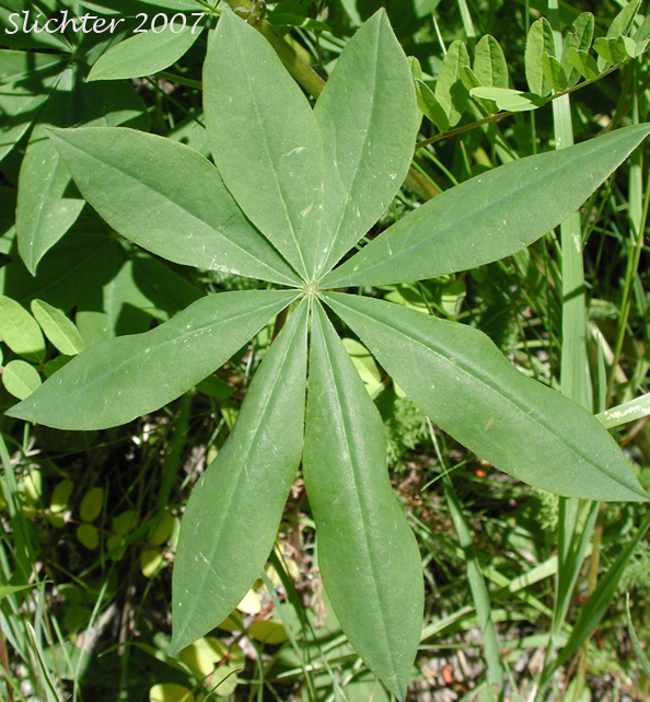 Leaf of a Lupinus polyphyllus var. polyphyllus (Synonyms: Lupinus matanuskensis, Lupinus polyphyllus ssp. polyphyllus var. polyphyllus, Lupinus pseudopolyphyllus, Lupinus stationis)