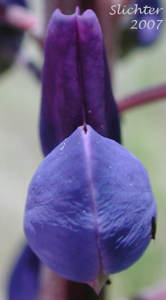 Frontal view of a Lupinus polyphyllus var. polyphyllus (Synonyms: Lupinus matanuskensis, Lupinus polyphyllus ssp. polyphyllus var. polyphyllus, Lupinus pseudopolyphyllus, Lupinus stationis)