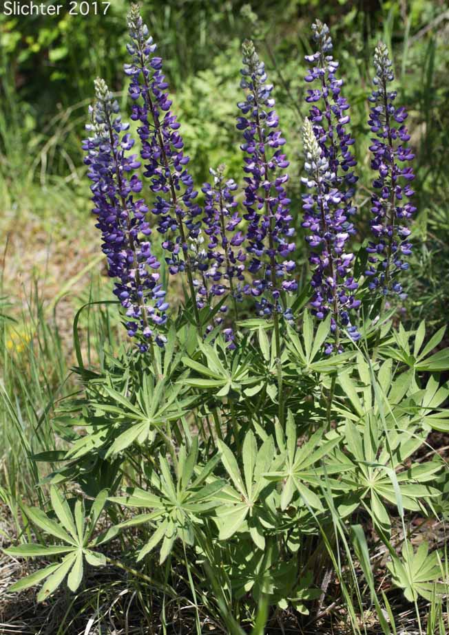 Hairy Big-leaf Lupine, Large-leaved Lupine: Lupinus polyphyllus var. prunophilus (Synonyms: Lupius arcticus var. prunophilus, Lupinus garfieldensis, Lupinus prunophilus, Lupius wyethii var. prunophilus) - In Oregon, this taxa includes Wyeth's lupine (Lupinus wyethii)