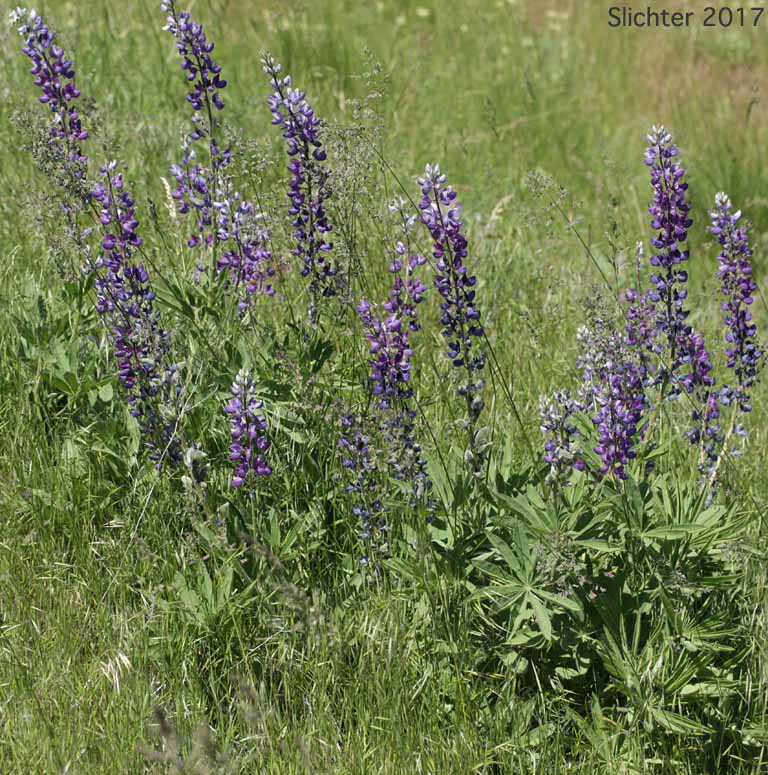 Hairy Big-leaf Lupine, Large-leaved Lupine: Lupinus polyphyllus var. prunophilus (Synonyms: Lupius arcticus var. prunophilus, Lupinus garfieldensis, Lupinus prunophilus, Lupius wyethii var. prunophilus) - In Oregon, this taxa includes Wyeth's lupine (Lupinus wyethii)